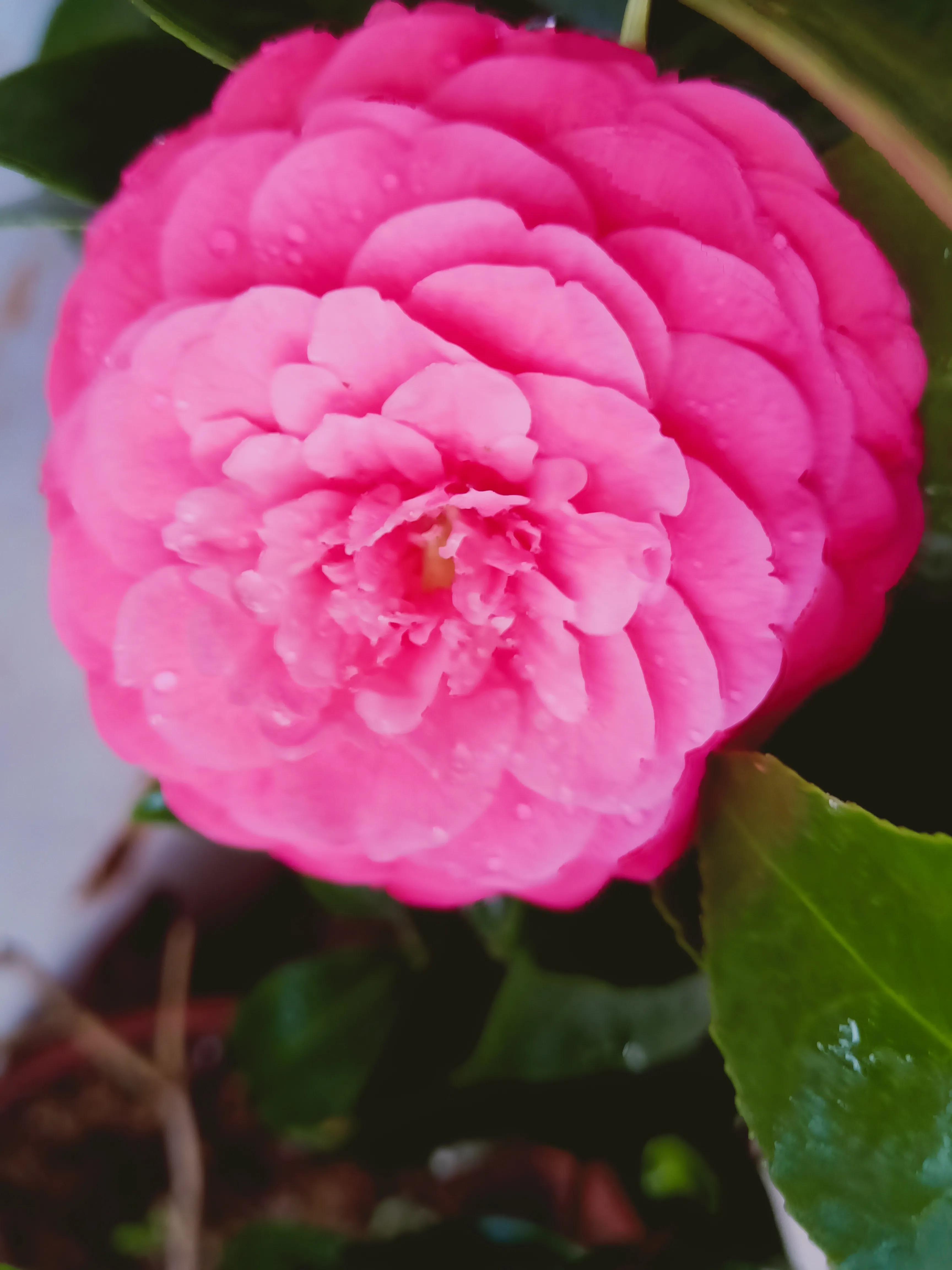 茶花状元红与六角大红区别,茶花状元红花期有多长时间