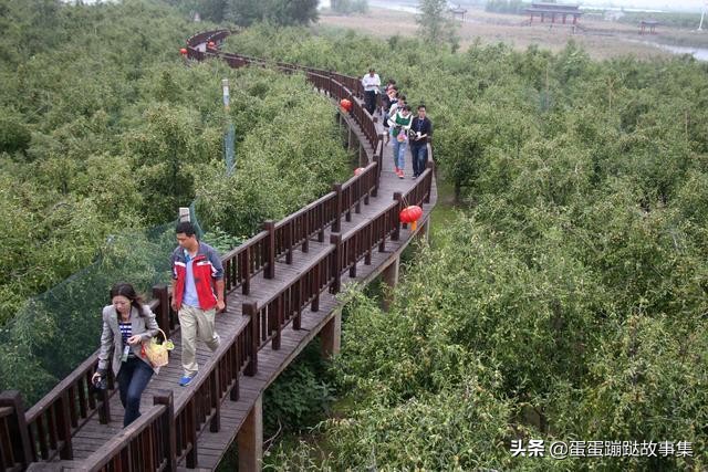 300多年老枣树至今仍结果,一斤卖到1000元