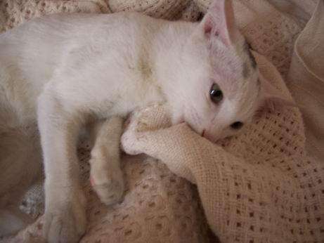 为什么猫咪会踩脚印呢,为什么猫咪会踩来踩去的