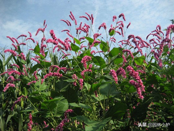 红蓼草做酒曲,没有老酒曲怎样用辣蓼草做酒曲