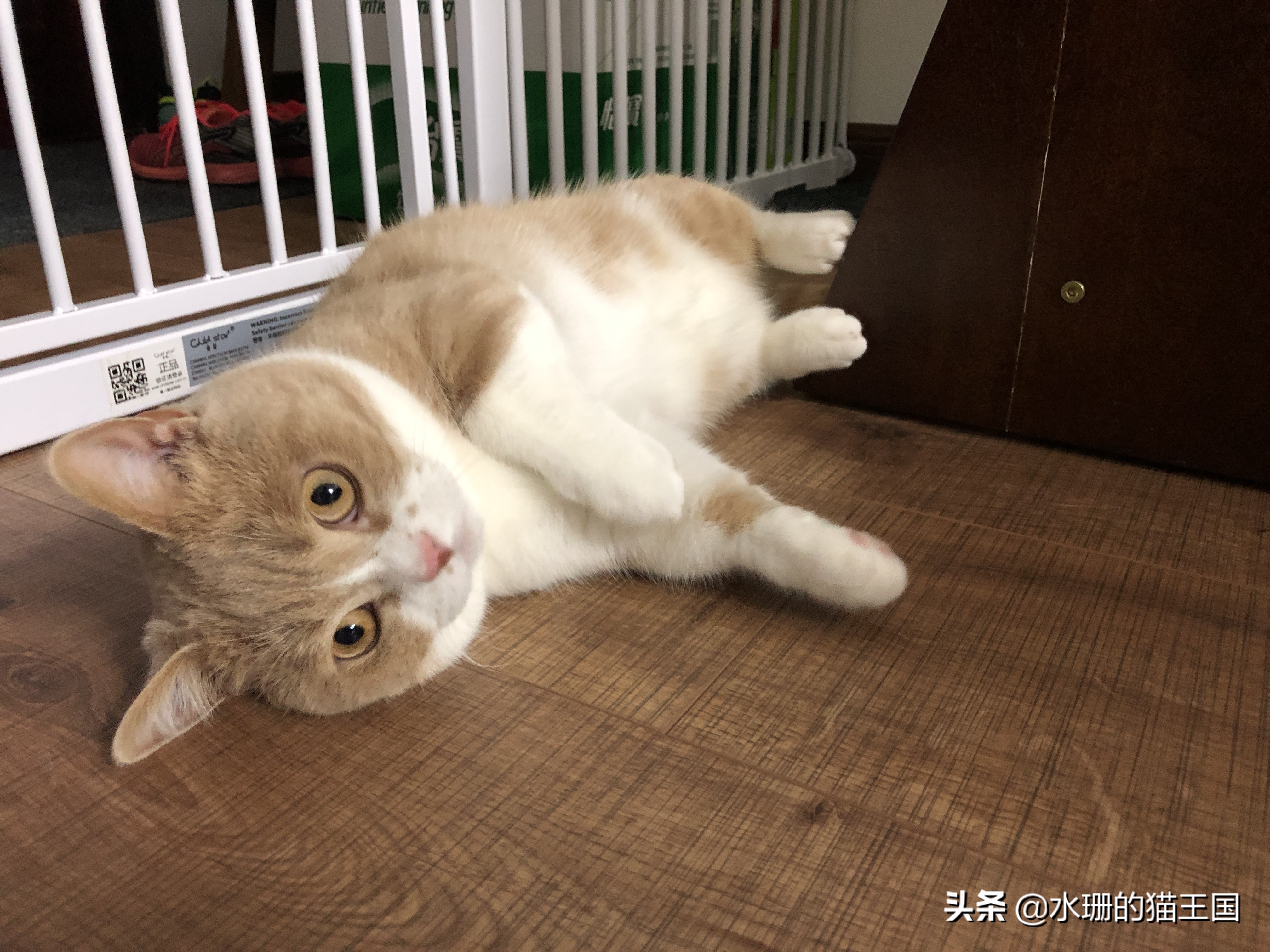 如何训练猫学会一些动作,怎么驯猫入厕的方法和技巧