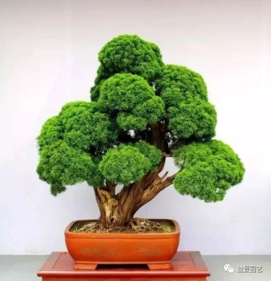 有哪些经典盆景树种,最值得收藏的六种盆景树种是哪些