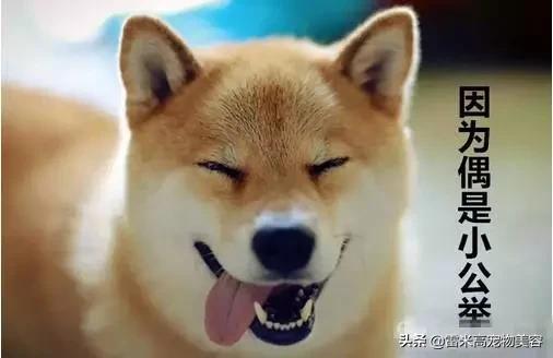 自从养了狗家里一股味道,家里养只狗真的好有安全感