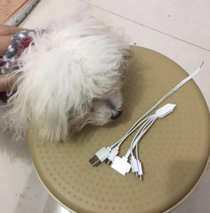 家里数据线被咬,数据线被狗狗咬