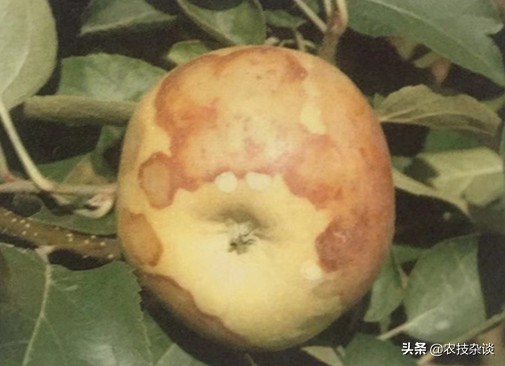 苹果腐烂病或根腐病怎么治,苹果干腐病最佳防治方法