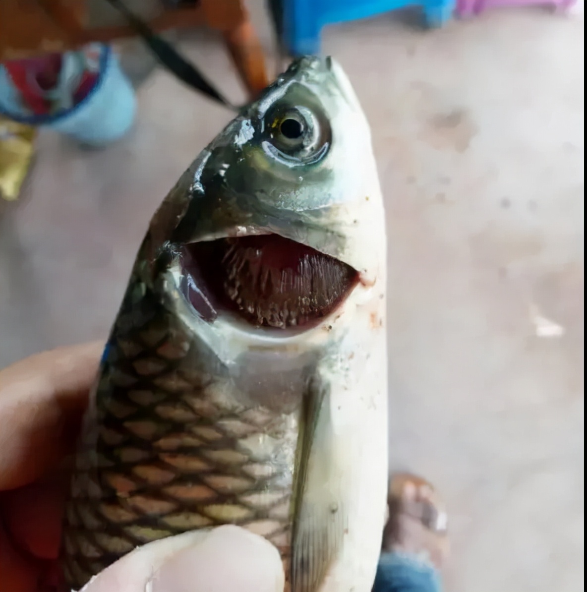 水产养殖鱼掉鳞死亡,钓到大草鱼死了该怎么处理