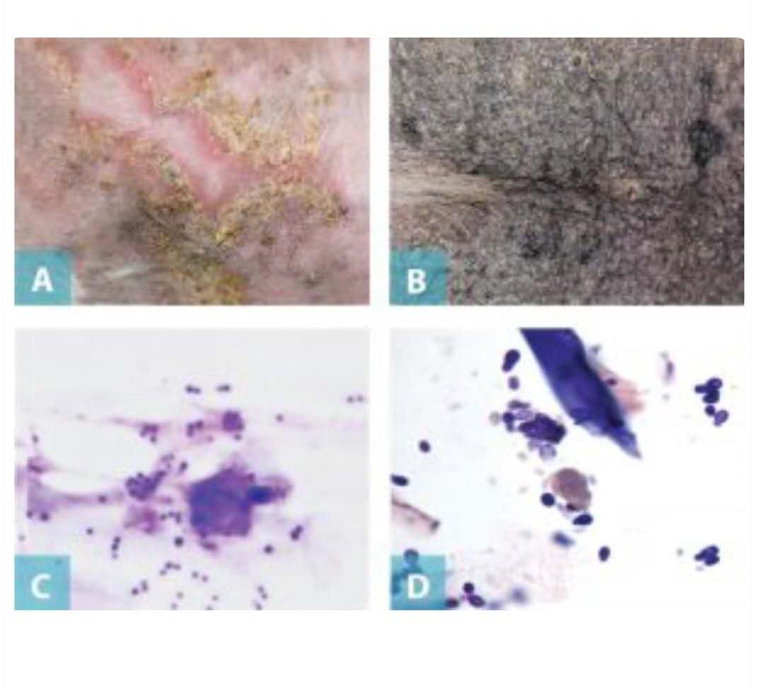 犬异位性皮炎皮肤变色,犬异位性皮炎图片