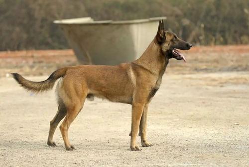 养狗“首选”这6种犬种，不仅忠诚，还好养