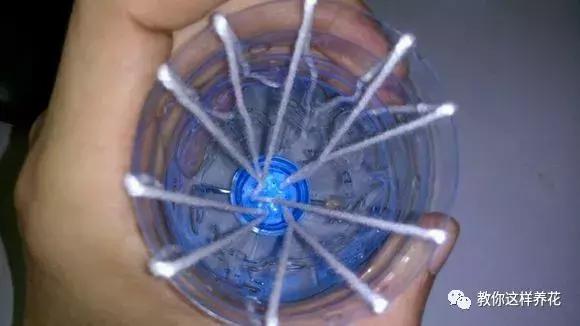 塑料瓶扔了就是扔钱！用来养花就是宝贝，看到了快捡！