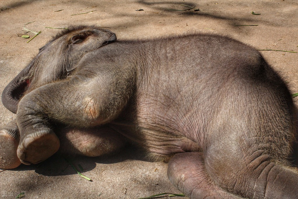 野外遭遇成年野象,如何才能逃生?记住这6点技巧,紧急时能保命