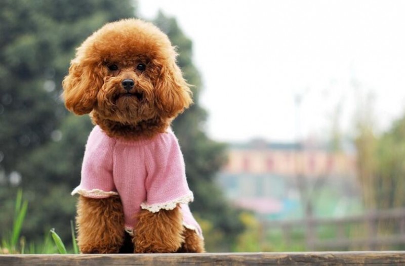 泰迪狗狗的性格特点,怎么辨别泰迪狗狗的性格