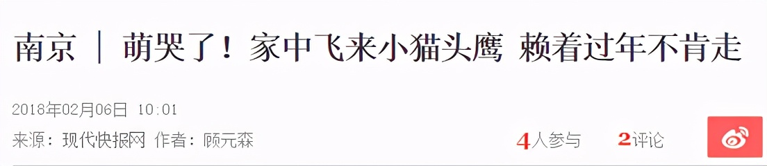 有多少南京人，获得过猫头鹰的祝福