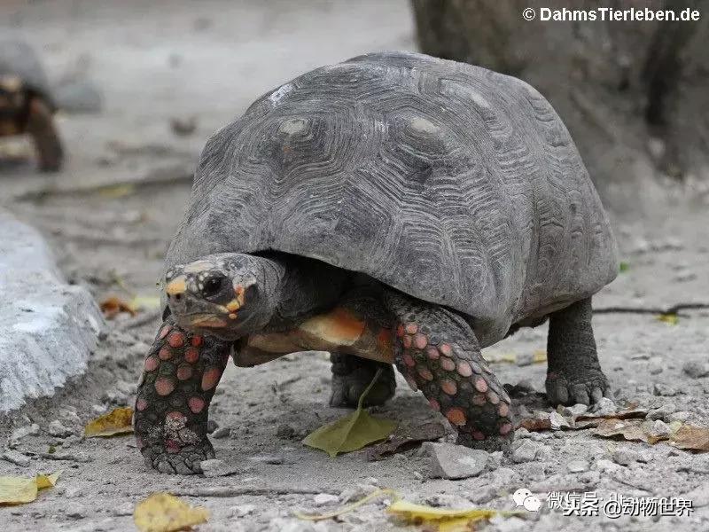 红腿象龟新手入门教程,黄腿象龟