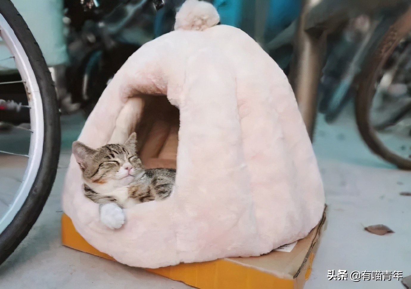 北大猫咪图鉴,中国人民大学猫咪图鉴