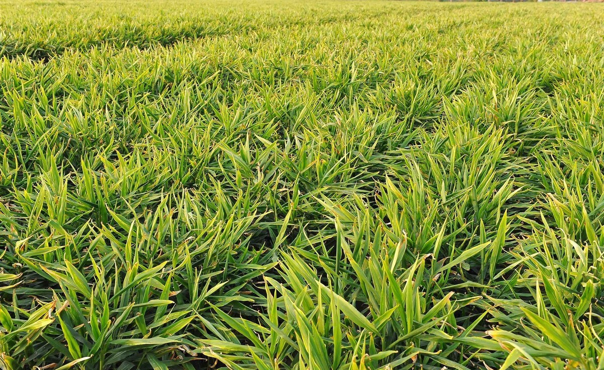 盆栽生姜浇水注意事项,生姜种植技术大全及注意事项