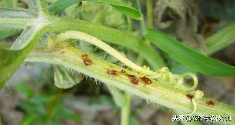 大棚甜瓜种植技术视频教程,大棚种植甜瓜利润怎么样