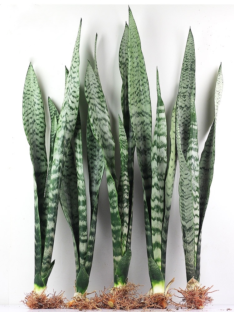 100种绿植大全,50种盆栽绿植花卉大全