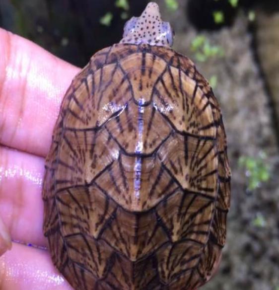 新手养龟泥龟推荐品种,麝香蛋龟是水龟还是半水龟好养些