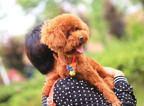 为什么泰迪尾巴老是向下弯,为什么泰迪屁股有个骨头