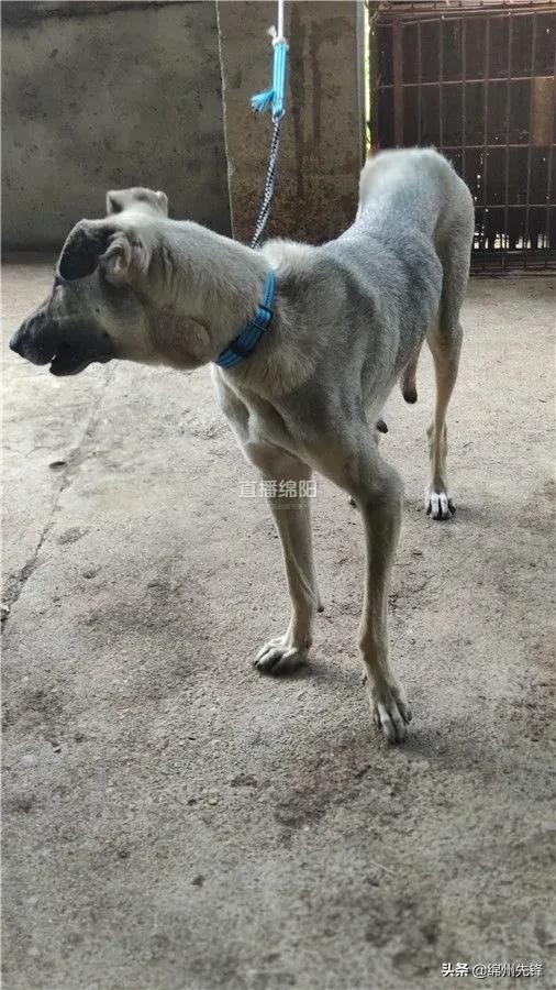 被救下的111条狗狗,一只金毛流浪狗被解救过程