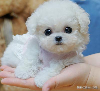 教狗狗装死怎么教,怎么教狗狗装死的动作