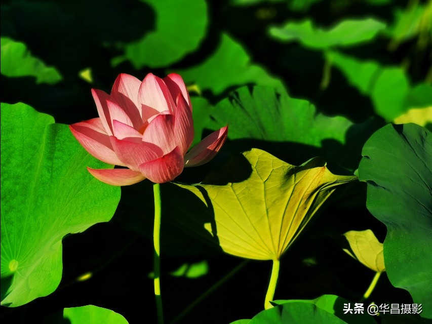 北京禧园：秋日荷花婀娜多姿惹人醉