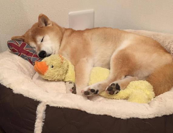 狗狗做梦时的表现你见过几种,狗狗做梦是啥样的