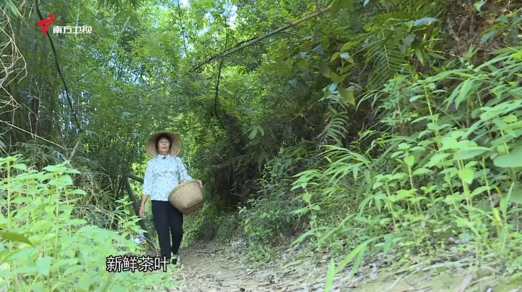 广西上品六堡茶,广西六堡茶业