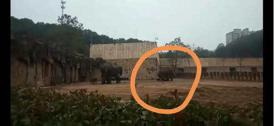 长沙动物园大象踩死人事件：官方称疑似56岁雄象发情导致悲剧；动保人士呼吁取消动物表演