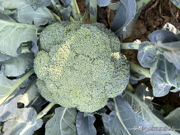 十字花科蔬菜种子,十字花科蔬菜名单