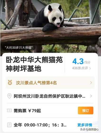 你们想要去四川看熊猫吗,来成都看熊猫一定要来熊猫谷