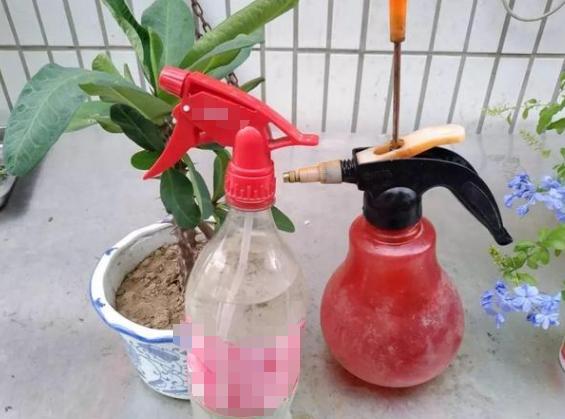 花盆有蚂蚁怎样消灭不伤植物,怎样防蚂蚁啃植物