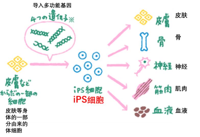脱发人群超25亿解救头发从它开始,脱发最新研究成果