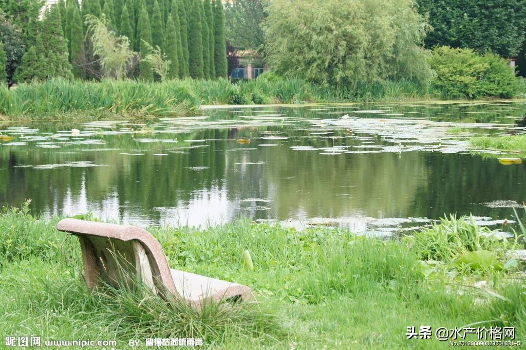 养鱼好不好,养鱼好养不