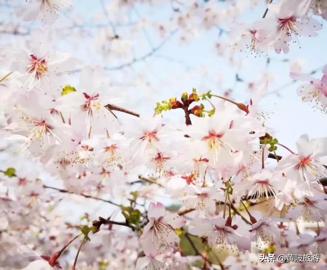 清凉寨樱花最佳赏花时间,清凉寨中华樱花