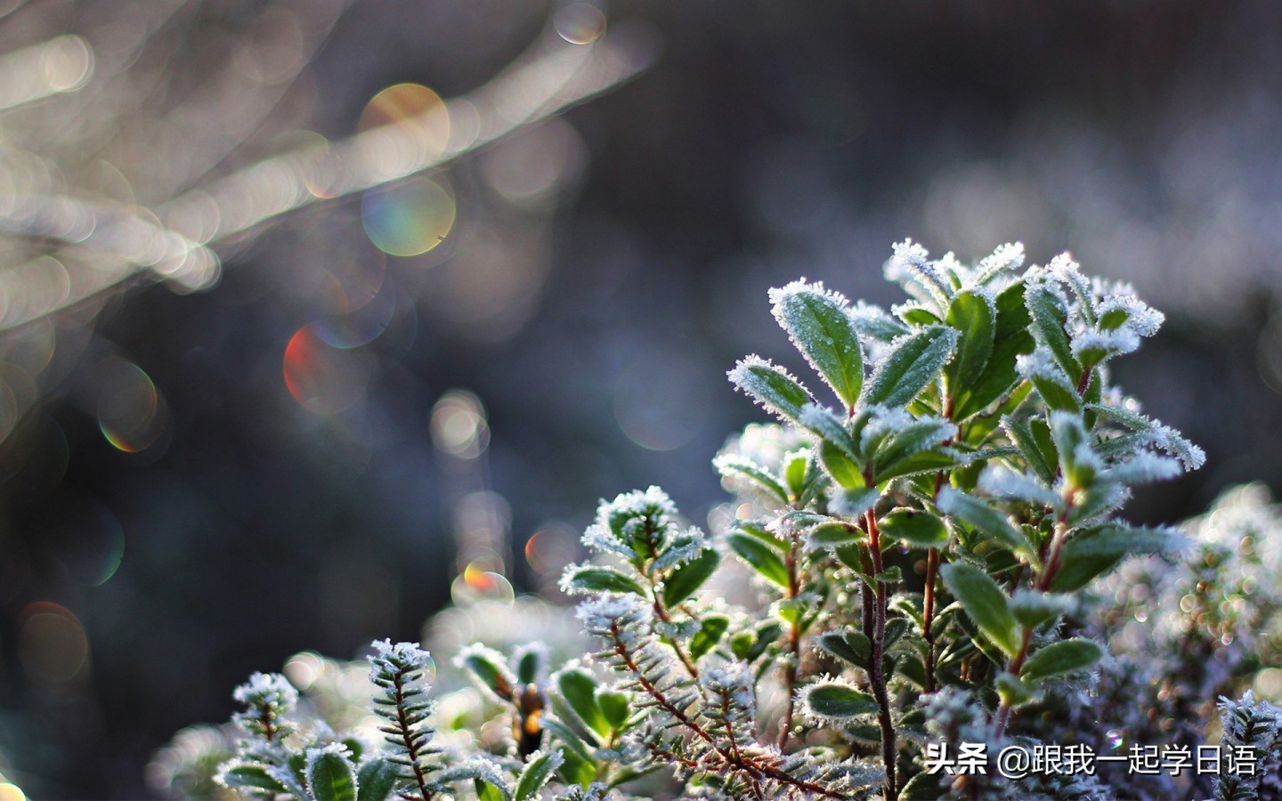 日语常用口语100句,日语10句基本问候语谐音版