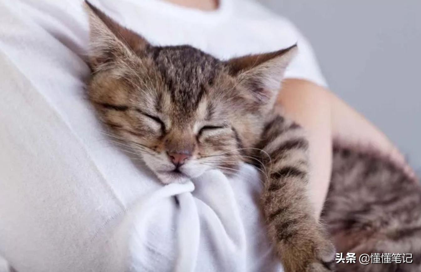 铲屎官一年养猫需要多少钱,铲屎官帮小猫咪做房子