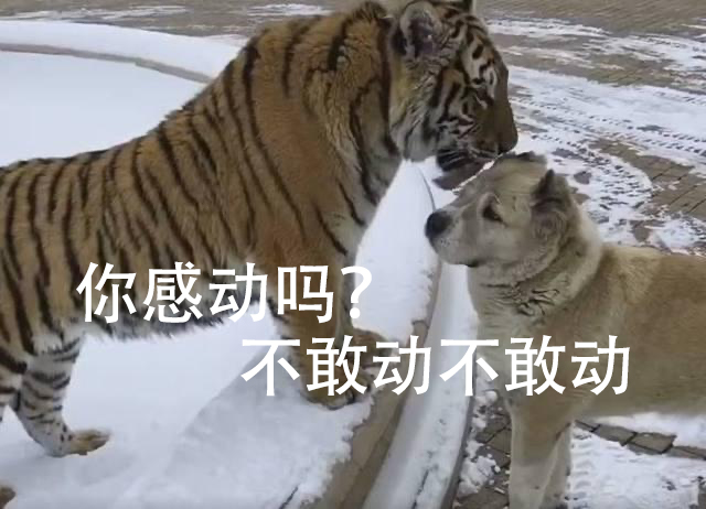 南方蟑螂,广东蟑螂很担心你是什么梗