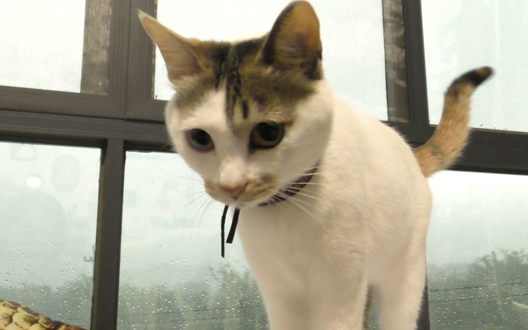 猫咪喵呜的叫是什么意思,猫咪喵的叫一声是什么意思