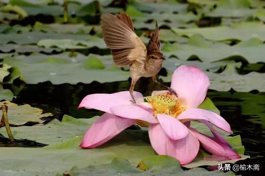 山水谢灵运诗词,李白秋登宣城谢脁北楼原诗详解