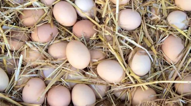 白皮鸡蛋和红皮鸡蛋营养区别,红皮鸡蛋vs白皮鸡蛋哪种更营养