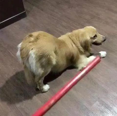 狗狗最怕什么样的“惩罚”？5个有效的法子，让你家狗子不再犯错