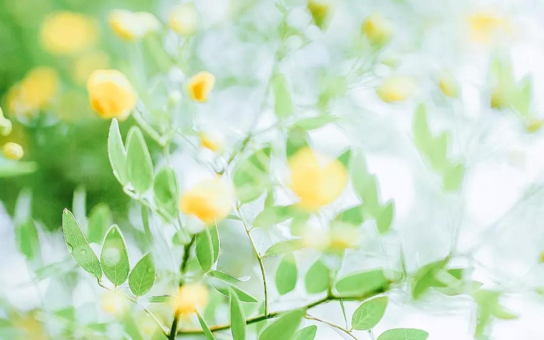 余生一定要找一个会服软的男生,余生找个愿意为你服软的男人文案