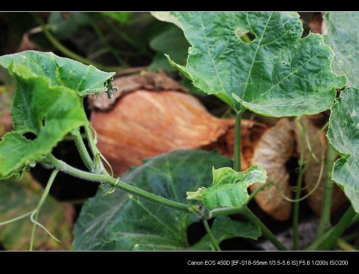 记录农家小院的真实生活,北方农村隐居田园的生活