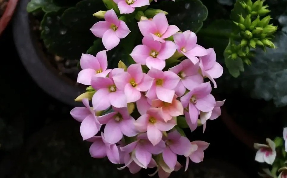 单瓣长寿花品种大全图,长寿花单瓣最好看的品种