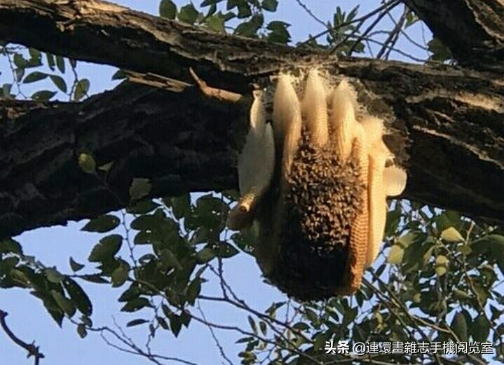 各式蜂巢,各种各样的蜂窝