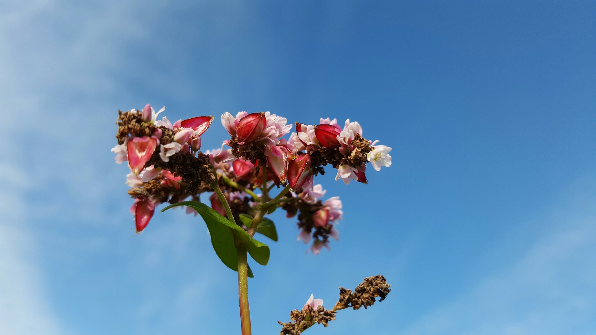 荞麦与荞麦花,荞麦花和荞麦粒