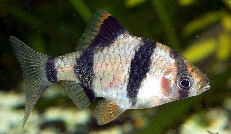 虎皮鱼吃什么饲料最好,虎皮鱼幼崽能吃些什么