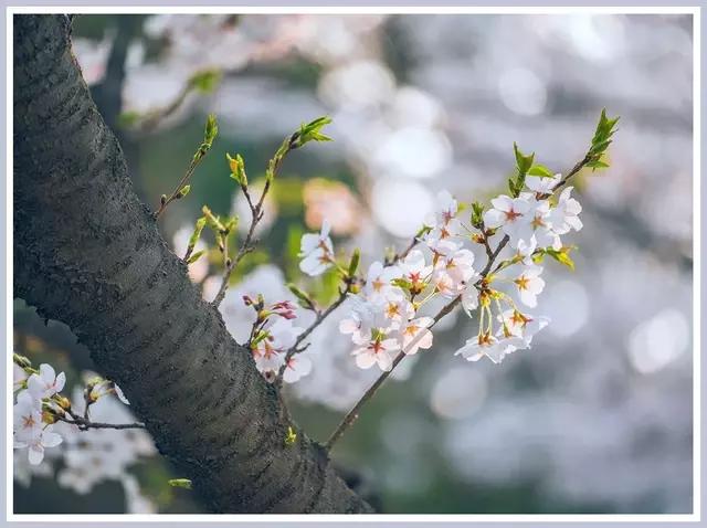 魔都赏花旅游攻略,魔都春季赏花好地方