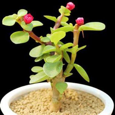 金枝玉叶绿植怎么介绍,金枝玉叶绿植盆景图片